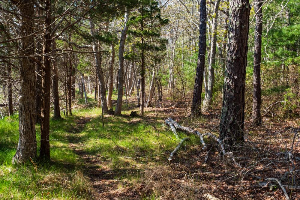 River Walk Conservation Area on Cromesset Road.  Photo by Wareham Land Trust. 