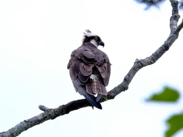 An osprey stays alert for fishy prey in Beaver Dam Creek 