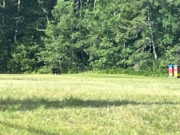 If you look closely, a black bear can be seen along the tree line on the left side of this photo. Source: Wareham Department of Natural Resources Facebook
