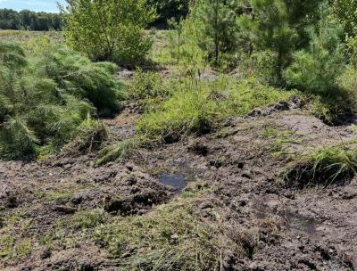 Most of the bog is quite dry, but this part has remained wet. Photo by Christian Uva