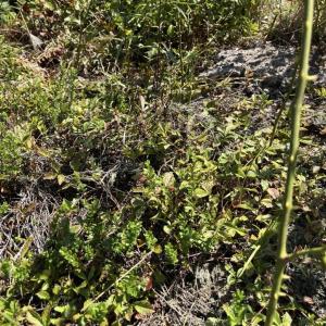 A few straggling cranberry plants. Photo by Christian Uva